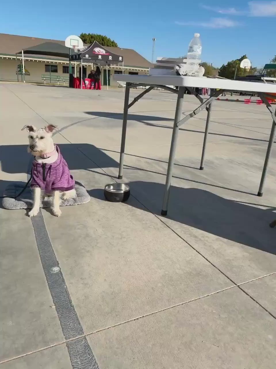 4-Week Sit Dog Training Challenge: Puppy Obedience Worksheet (PDF Download)